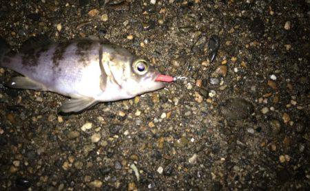 アジとメバルとガシラと