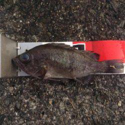 初釣り、初バックラ…（投げ練8日目）