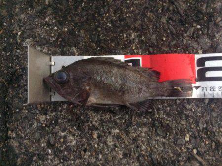 初釣り、初バックラ…（投げ練8日目）