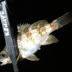 釣り初め、1投目からイキナリ…