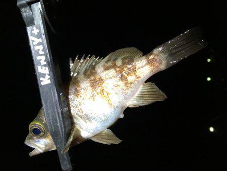 釣り初め、1投目からイキナリ…