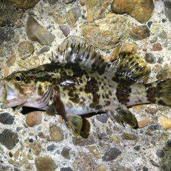 ライトゲームは楽しい。