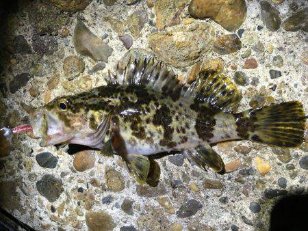 ライトゲームは楽しい。