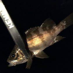 メバルシーズン