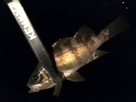 メバルシーズン