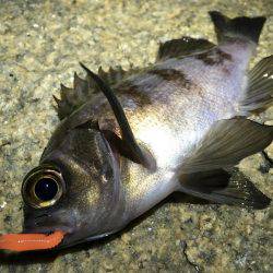 確実に鈍っている！