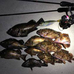 淡路の魚は優しかった。