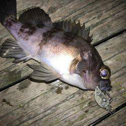 メバリング遠征