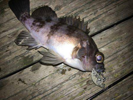 メバリング遠征