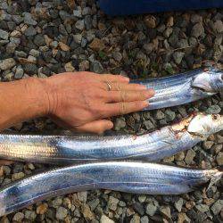 太刀魚まだいるかな？