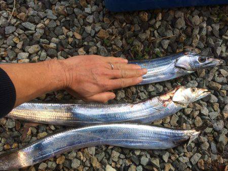 太刀魚まだいるかな？