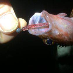 メバリングのはずが