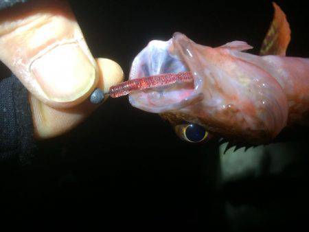 メバリングのはずが