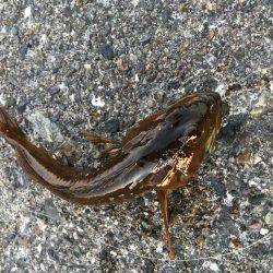 大晦日メバリング