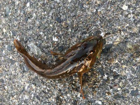 大晦日メバリング