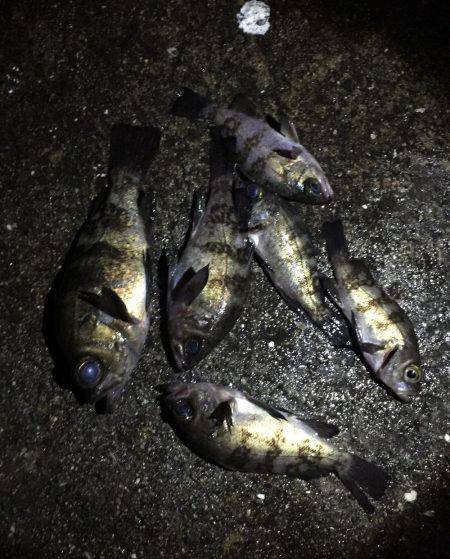 今季初メバリング！