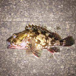 メバリング&ガシリング