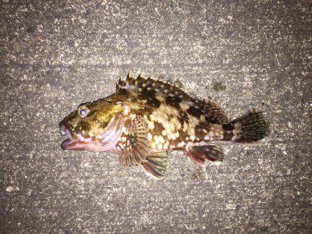 メバリング&ガシリング