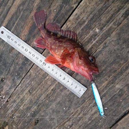 釣り初めは残念な結果に…