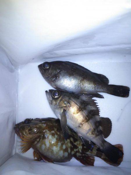 初釣行！メバリング