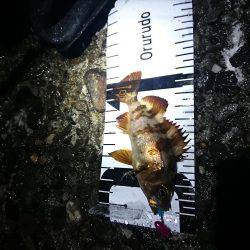 カサゴばかり、そろそろアジを釣りたい。（赤灯台16時～19時）