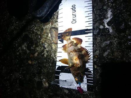 カサゴばかり、そろそろアジを釣りたい。（赤灯台16時～19時）