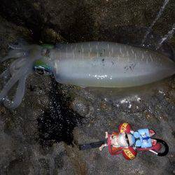 でかイカ求めて…