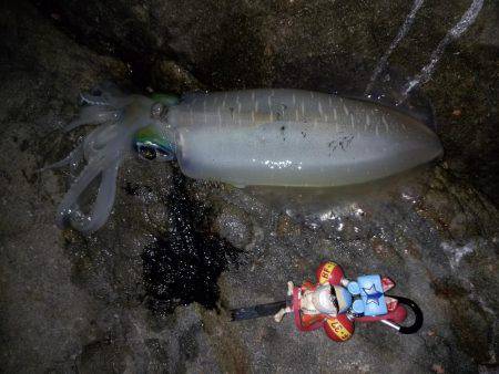 でかイカ求めて…