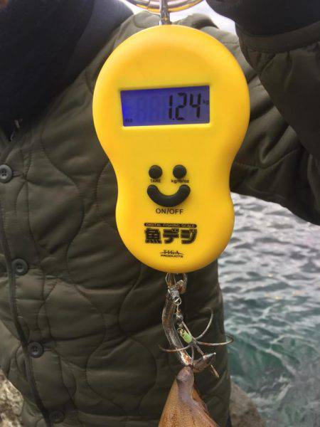 年初めのアオリ調査