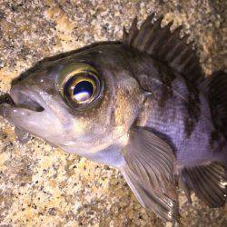 泉南メバル好調