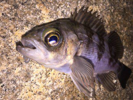 泉南メバル好調