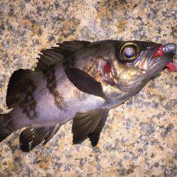 泉南メバル爆釣でした