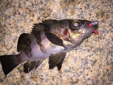 泉南メバル爆釣でした