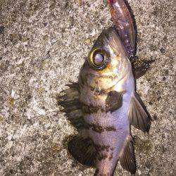 プラグでもワームでも