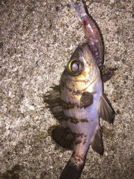 プラグでもワームでも