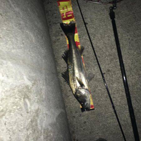 マイワシパターンのシーバスキャッチ成功