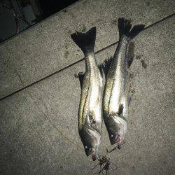 マイワシパターンのシーバス健在も…