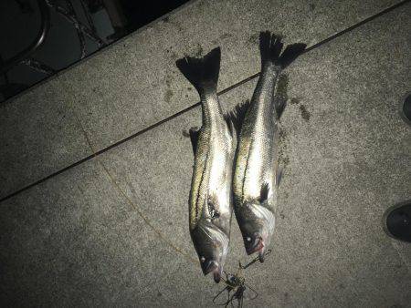 マイワシパターンのシーバス健在も…