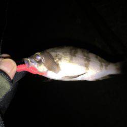 2017年初釣り滑り出し好調٩(๑❛ᴗ❛๑)۶