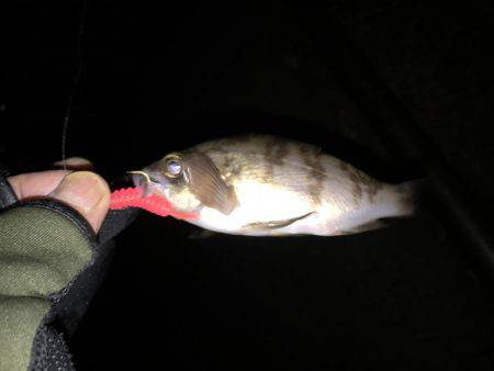 2017年初釣り滑り出し好調٩(๑❛ᴗ❛๑)۶