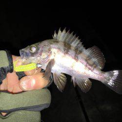 新規開拓メバリング