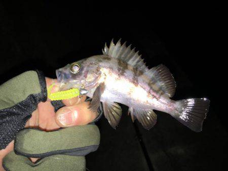 新規開拓メバリング