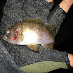 メバル絶好調です