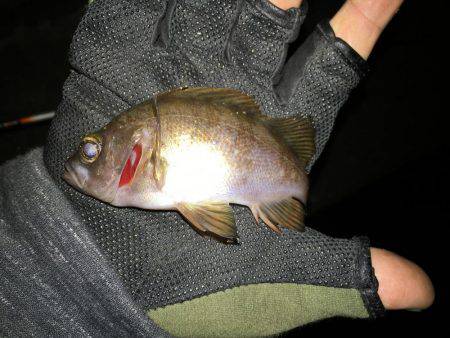 メバル絶好調です