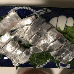 太刀魚  ドラゴン連発 中潮   仙正丸