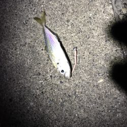 極寒根魚探し♪