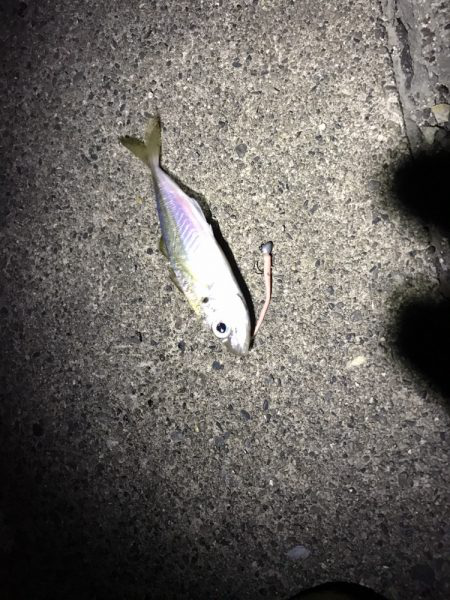 極寒根魚探し♪