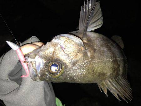 ロックフィッシュ♩