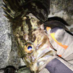 シーバスリベンジ釣行