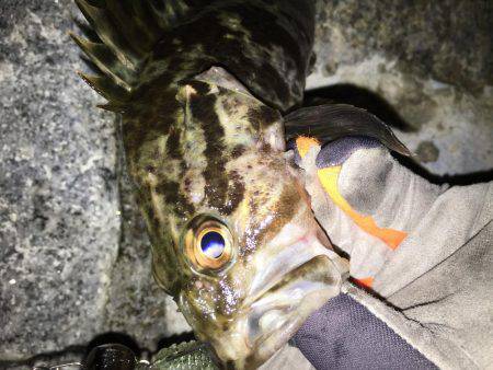 シーバスリベンジ釣行